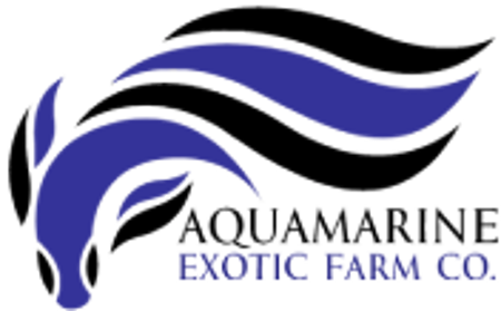 Aquamarine